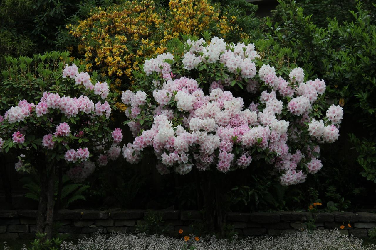 Cartier Guest House Vancouver Bagian luar foto